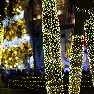 Trunk and Net Lights