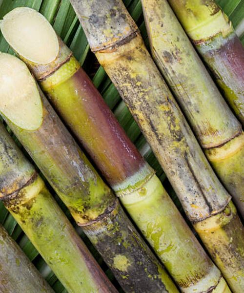 sugarcane